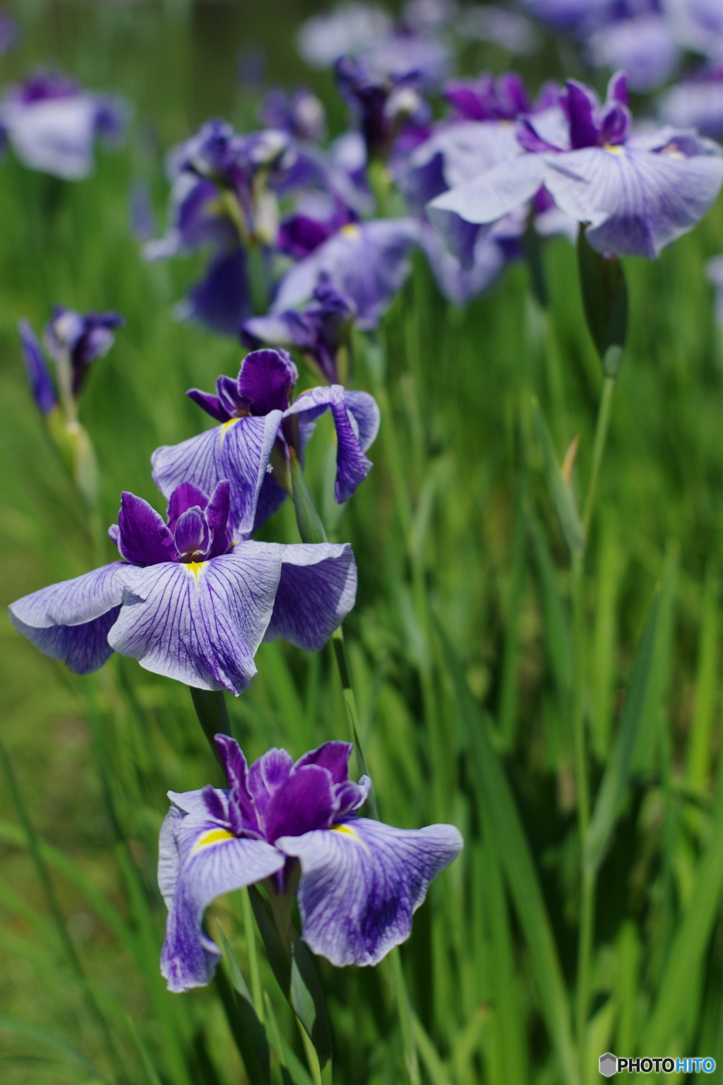 55㎜f1.2 花菖蒲-紫