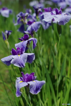 55㎜f1.2 花菖蒲-紫