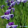 55㎜f1.2 花菖蒲-紫