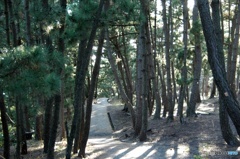 三保の松原 遊歩道