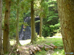 滝の見える杉林