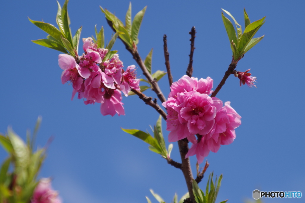 桃の花in埼玉