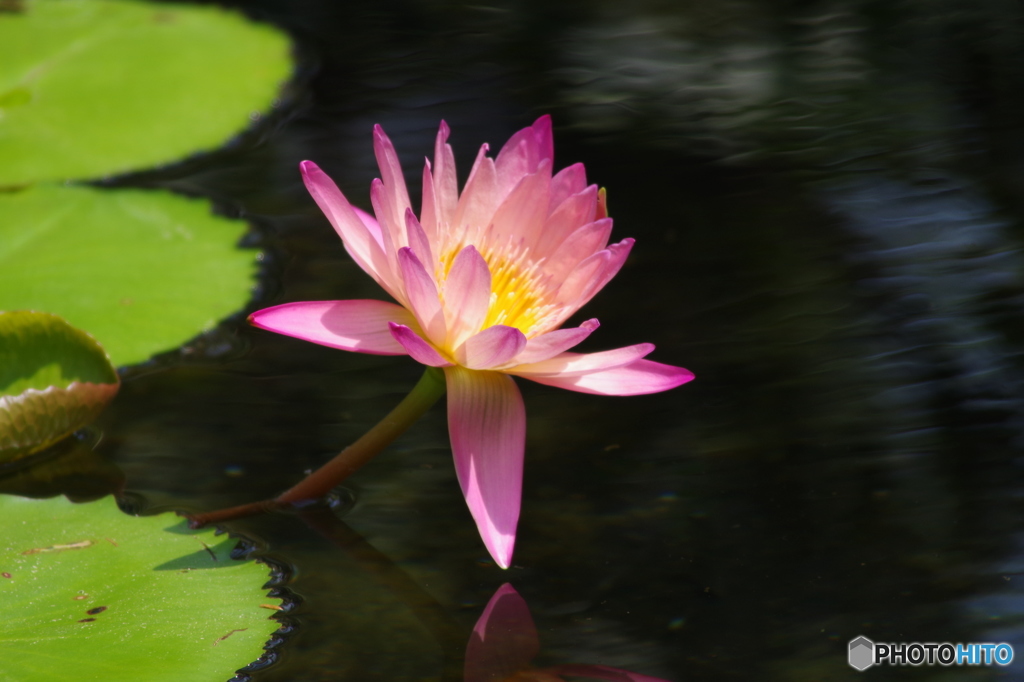 花より水面！