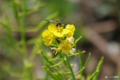 菜花蜂