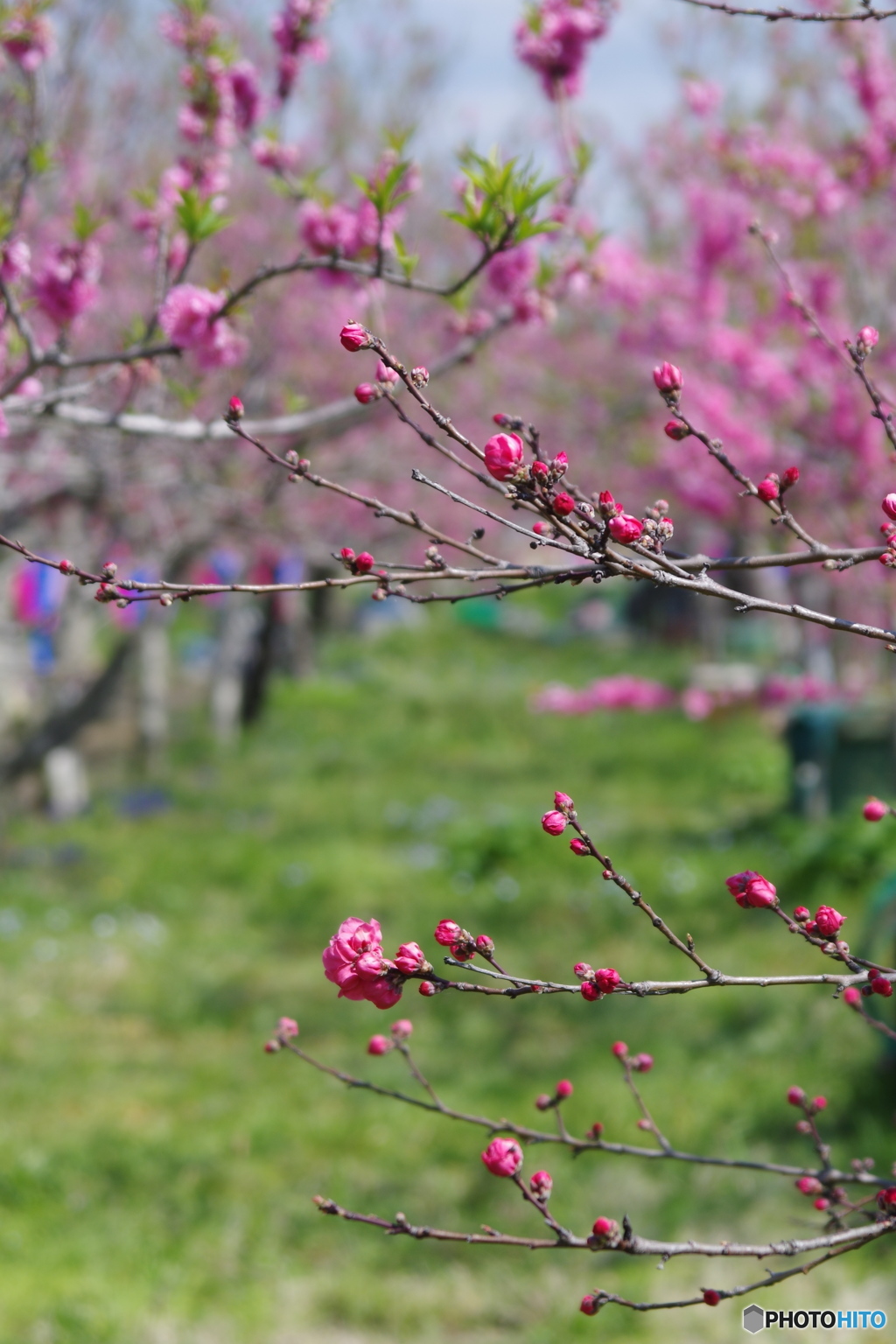 梅桃芝