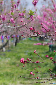 梅桃芝