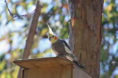 オカメインコ