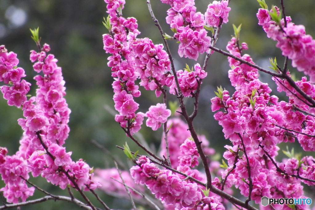河津桜かと思ったら…(千葉にて)