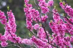 河津桜かと思ったら…(千葉にて)