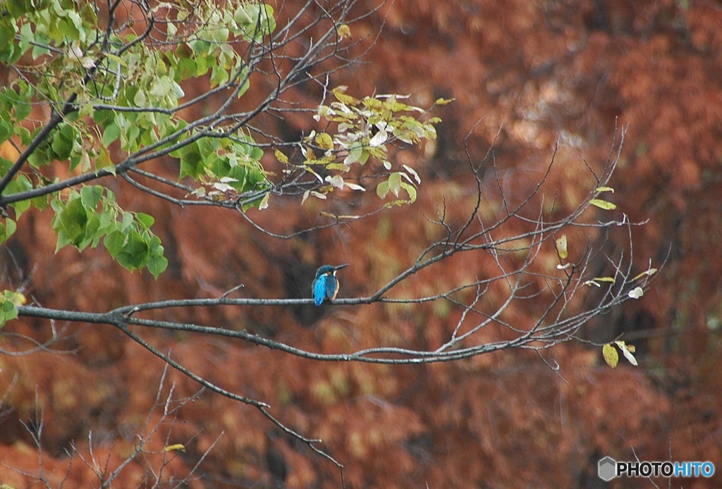 カワセミ02晩秋