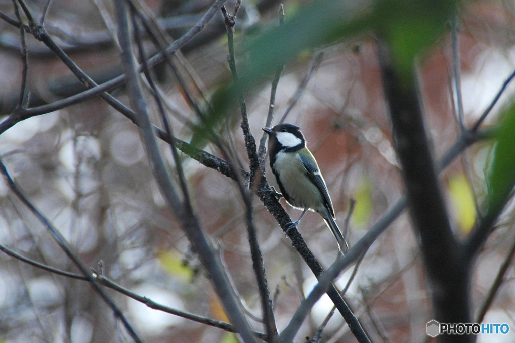 シジュウカラ01
