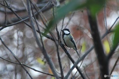 シジュウカラ01