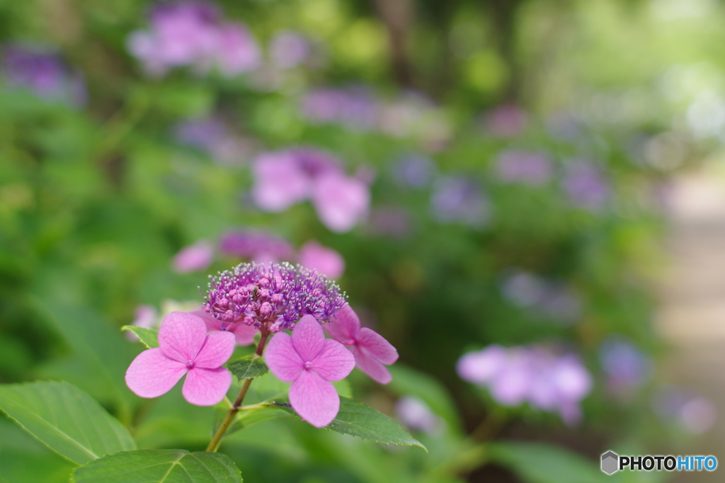 35mm1.4試写02