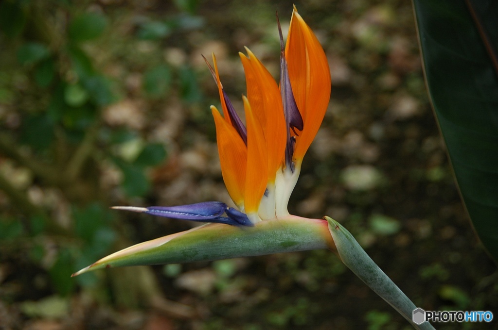 花も生物