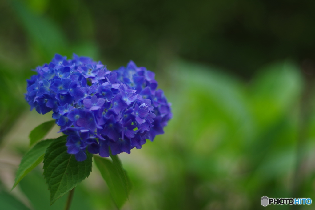 紫陽花-青