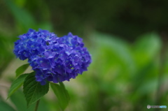 紫陽花-青