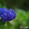 紫陽花-青