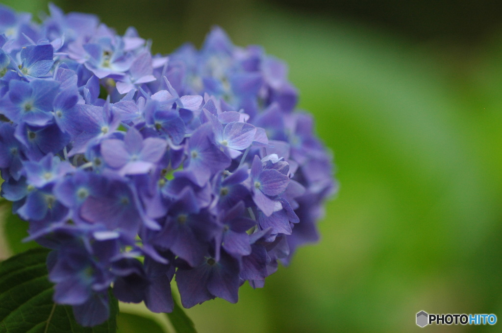 紫陽花-紫