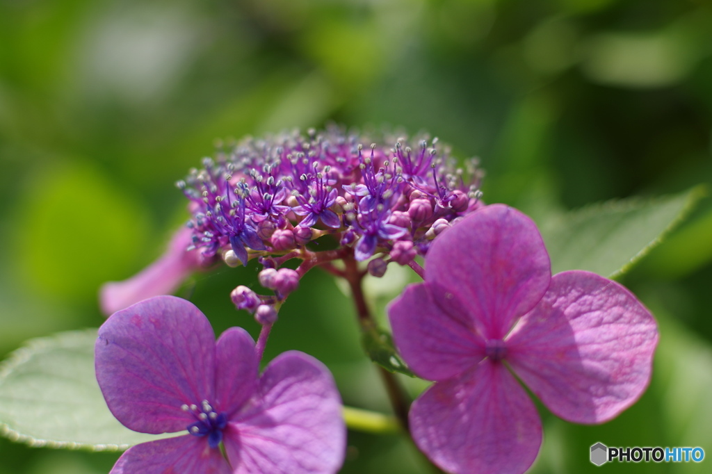 35mm1.4試写04 紫陽花