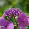 35mm1.4試写04 紫陽花