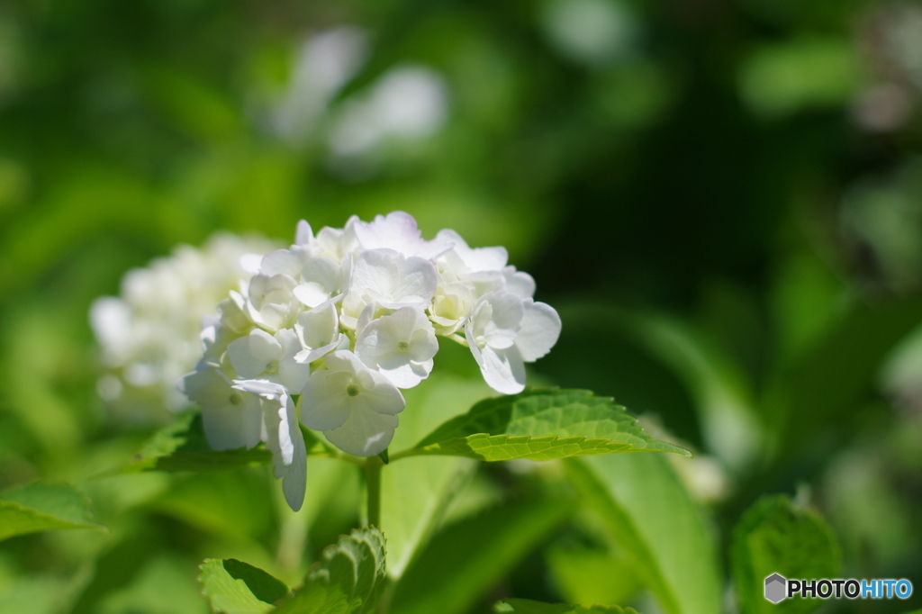 55㎜f1.2 紫陽花-白