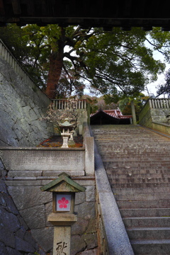 天満宮の梅