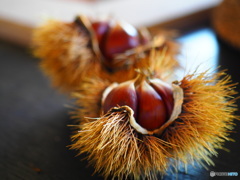 autumn gift