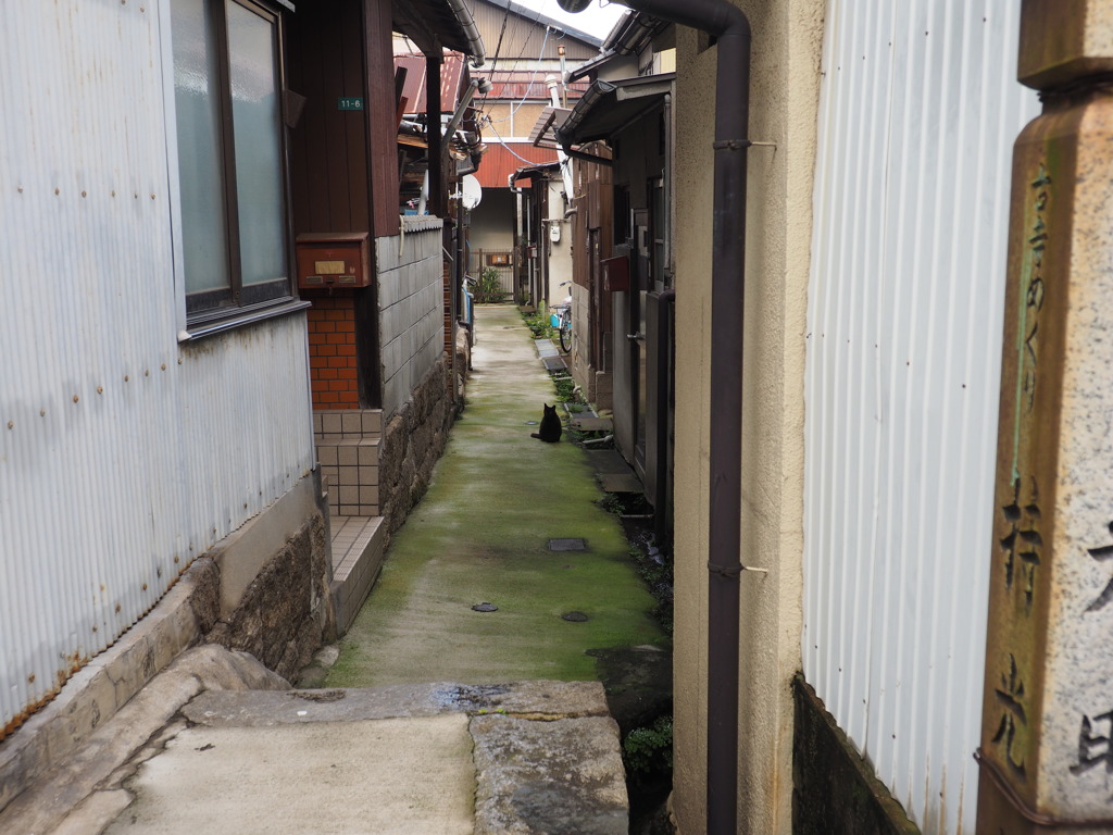 路地の主？