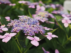 紫陽花　～浮かんでいるように…～