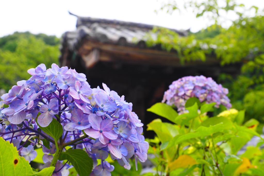 境内の彩り