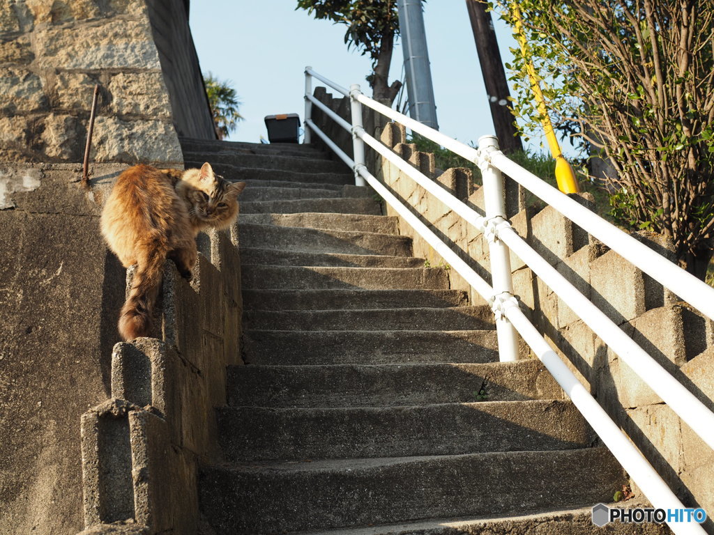 坂の街・猫の街
