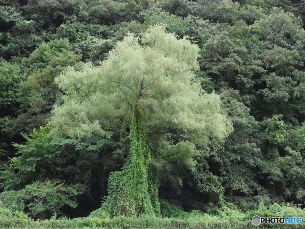 Green Monster ～相剋の中で～