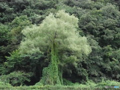 Green Monster ～相剋の中で～