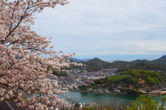 多島美に桜を添えて