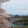 多島美に桜を添えて