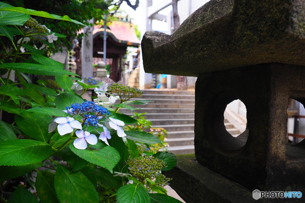 紫陽花の原産地は日本だそうですね^^