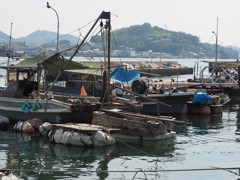 漁港の古強者