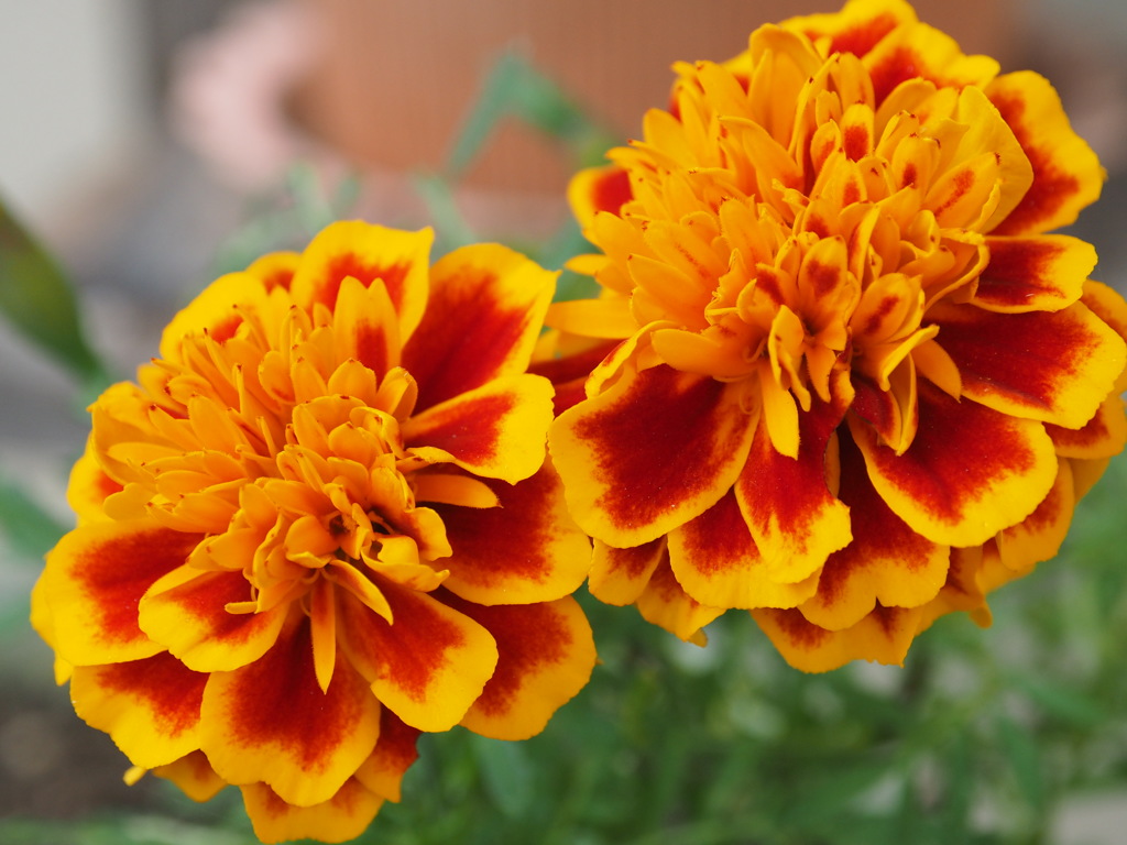 marigold