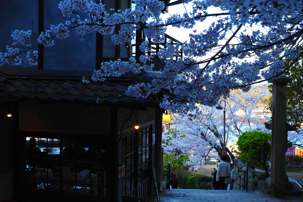 桜咲く小径