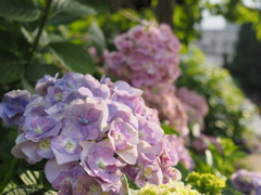 紫陽花　～梅雨の晴れ間に照らされて～