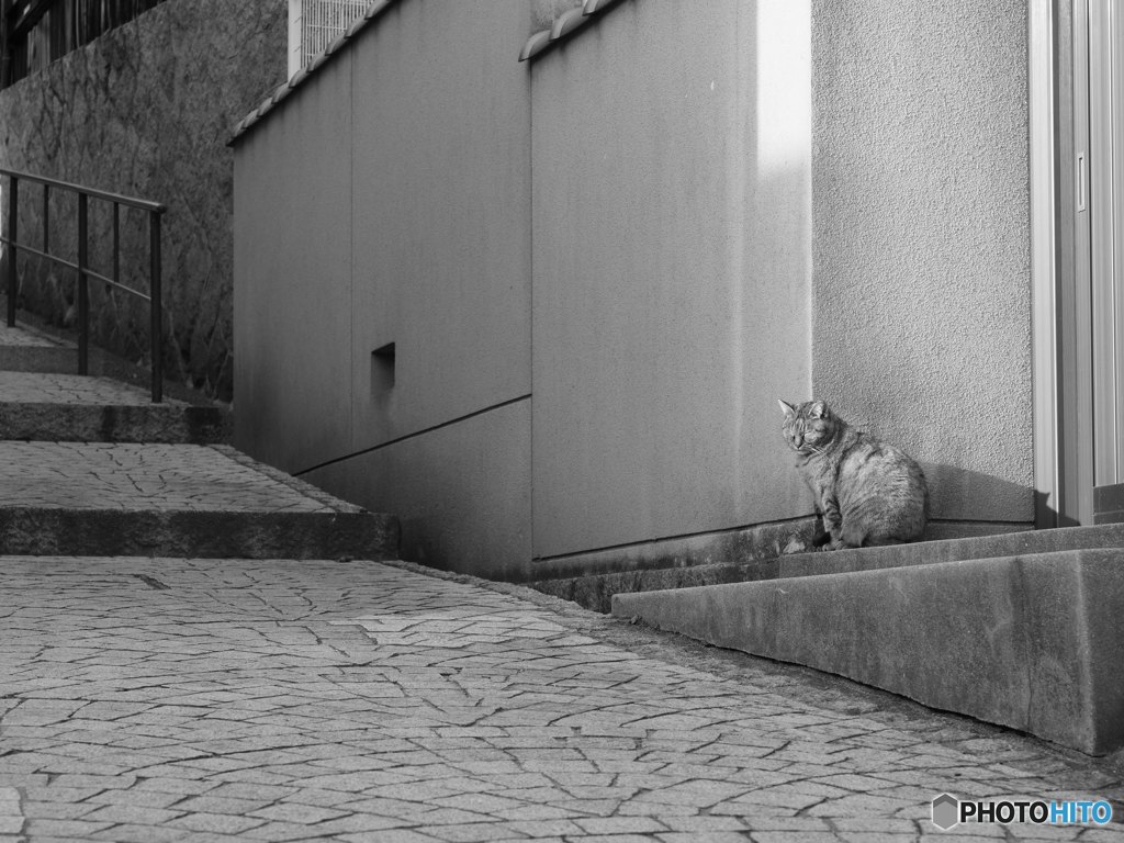 坂道の居眠り猫