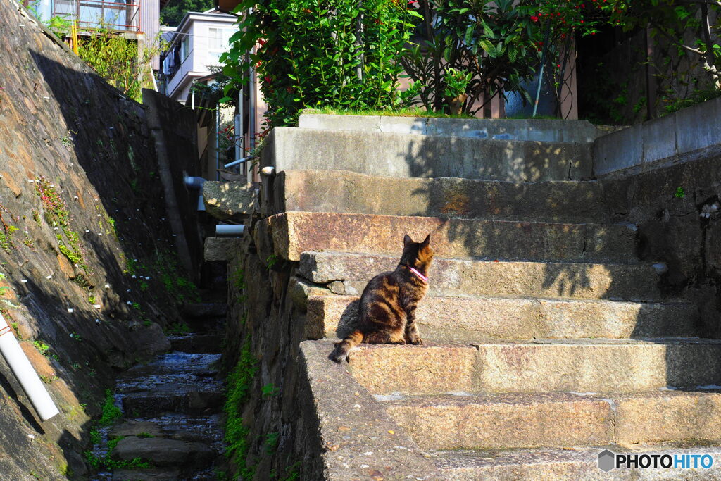 見上げるcat