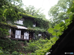緑の家