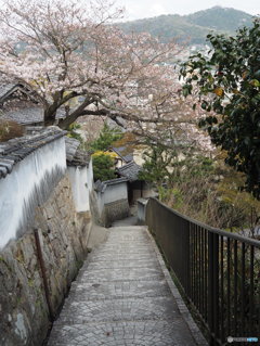 坂の町の春