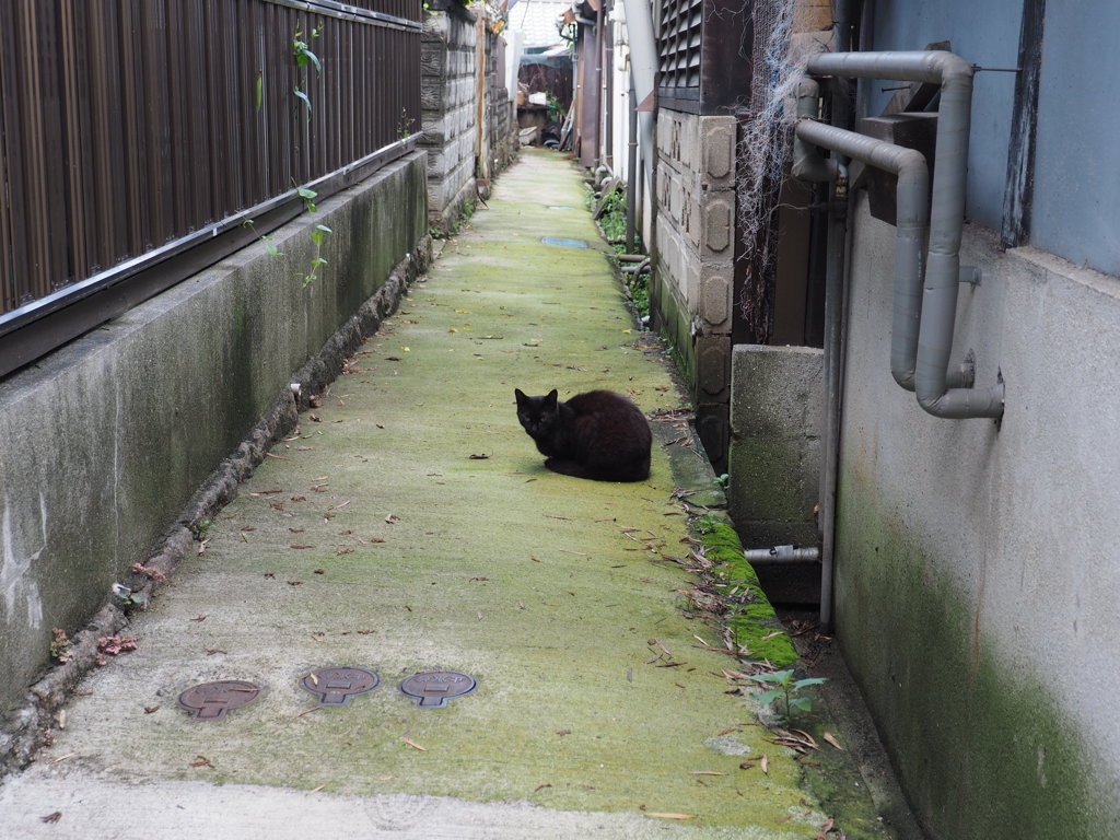 やっぱり路地の主^^
