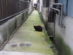 やっぱり路地の主^^