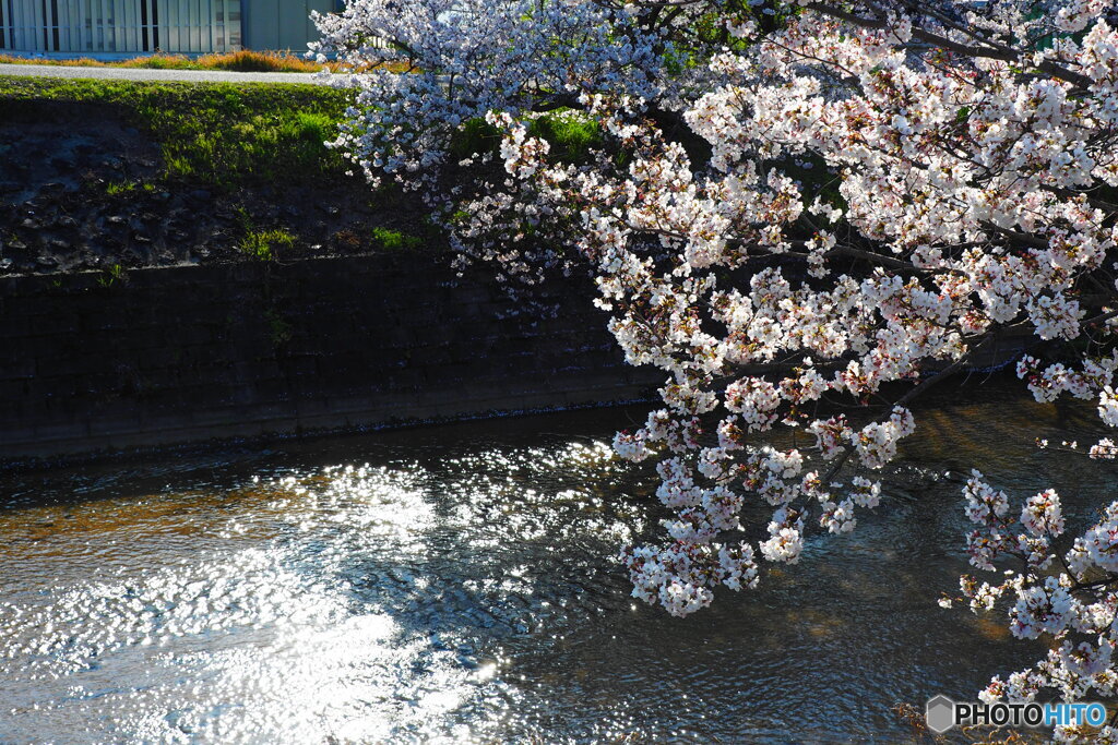 川面と桜