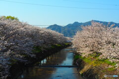 桜咲く土手で