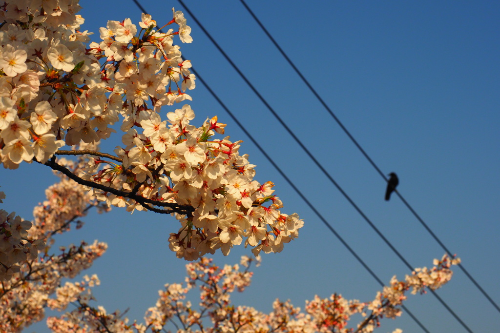 お前も花見かい？