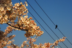 お前も花見かい？